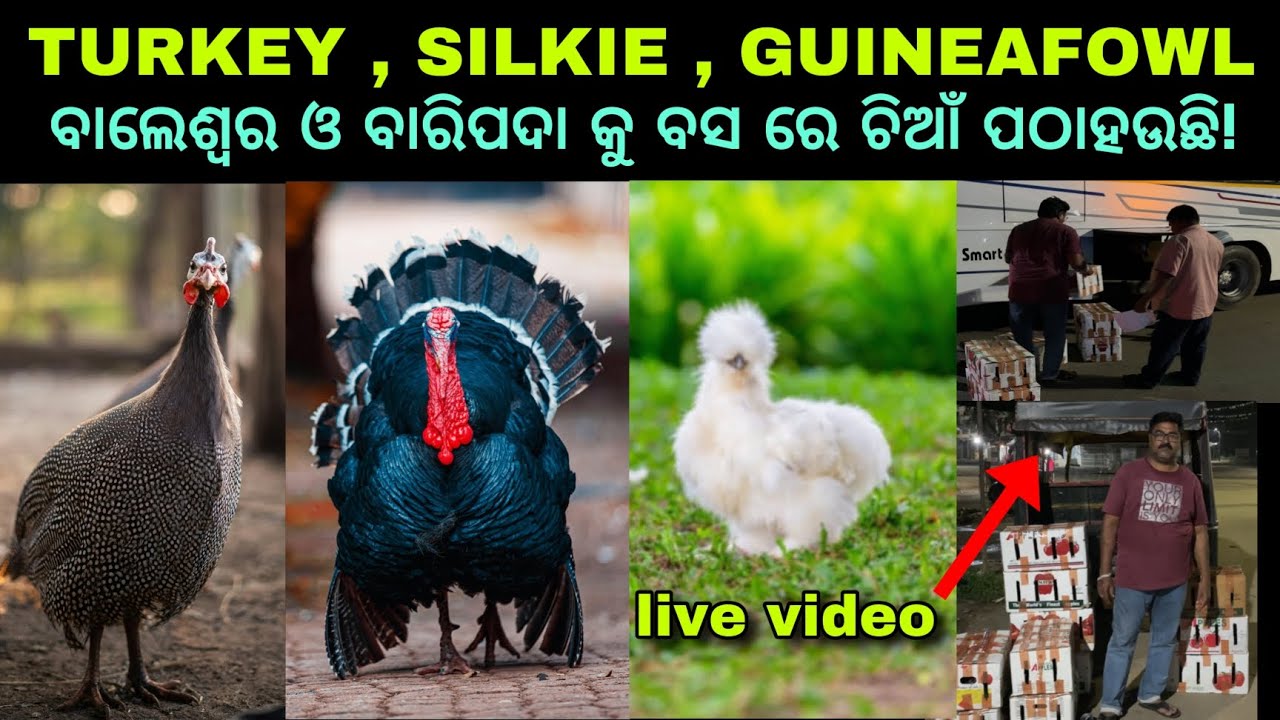Turkey silkie guineafowl chia kipari bus re loading dauchhu live video dekhantu!