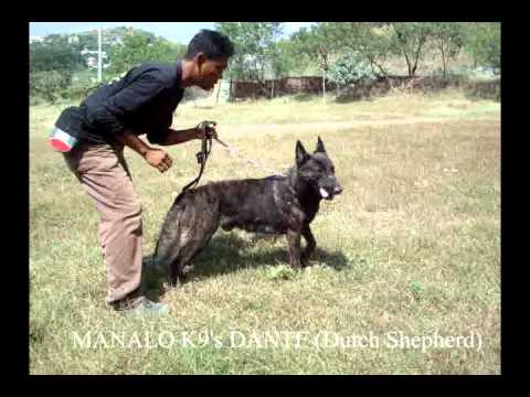 MANALO K9 's " DANTE " ( Dutch Shepherd )