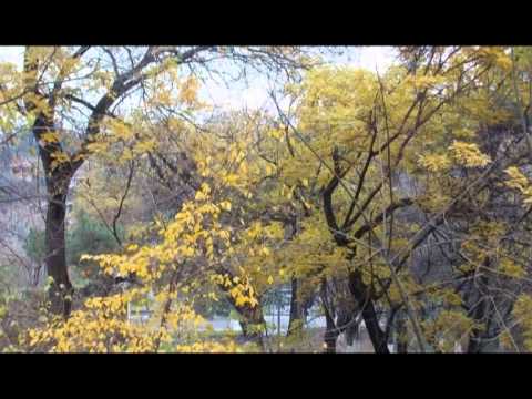 პატივისცემით თამუნას...