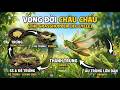 châu chấu-grasshopper