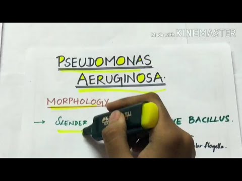 સ્યુડોમોનાસ એરુગિનોસા | માઇક્રોબાયોલોજી | હસ્તલિખિત નોંધો