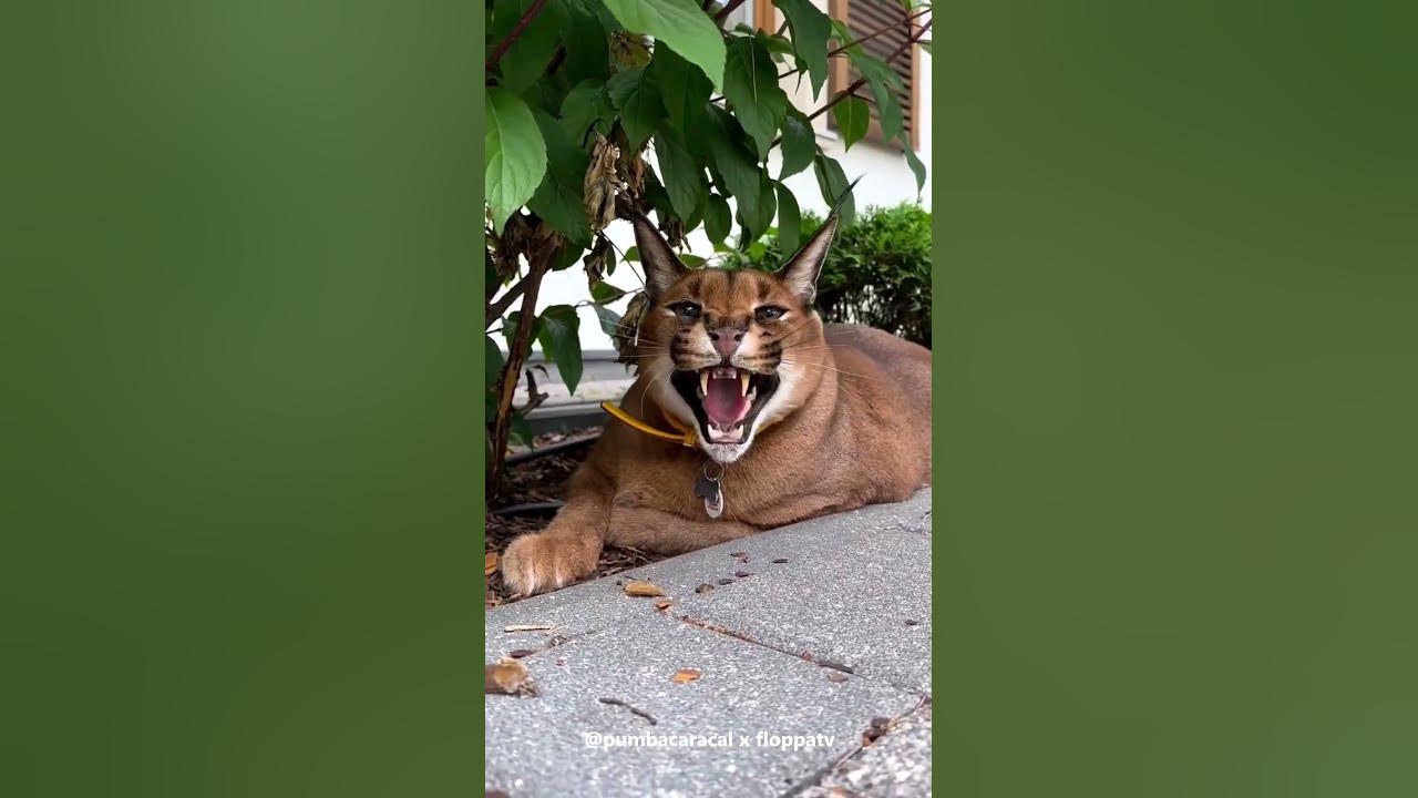 Caracal Pumba Hissing Beside Justin : Floppa #shorts - YouTube