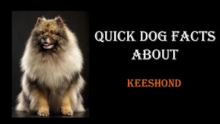 Quick Dog Facts About The Keeshond!