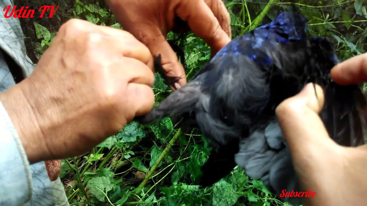 ciung batu sumatra masuk kedalam jaring burung 