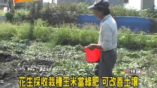 1021114 08花生採收栽種玉米當綠肥可改善土壤