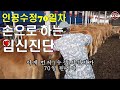 인공수정  70일 후 손으로 하는 임신진단