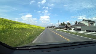 Driving through Japan when cherry blossoms are just beginning to bloom