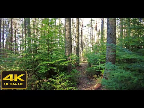 Banchory's Hidden Gem: Ashentilly Forest 4K Walk