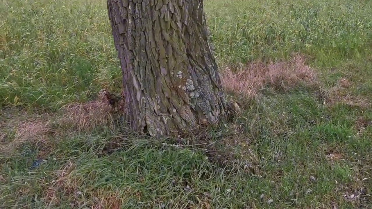 Ogławiane wierzby - skarb tradycyjnego polskiego krajobrazu