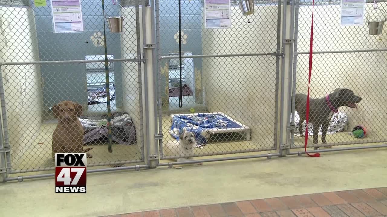 Lansing Capital Area Humane Society Helping Animals Affected By Lansing capital area humane society helping animals affected by