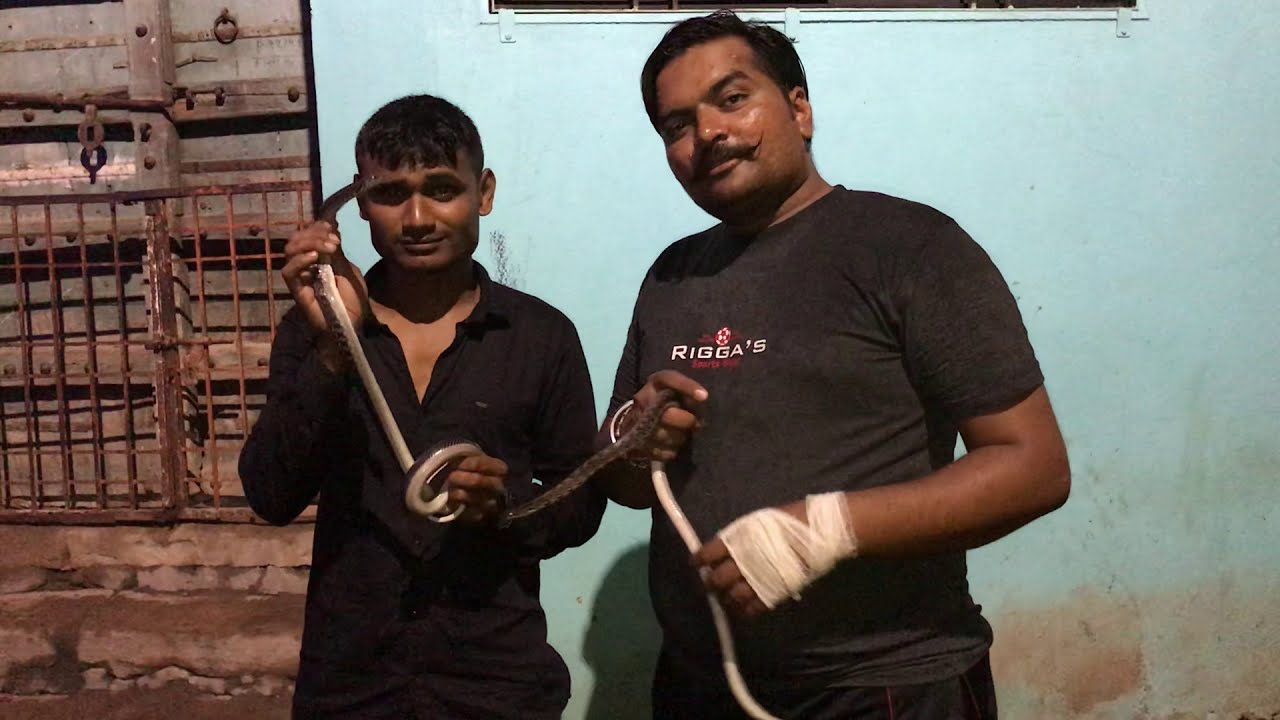 camera iphone 8 plus apk रुपसुनदरी बीना जहर वाला साप २ ek sath 2 treencet snake 🐍 in talaja non poizan
