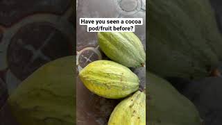 Cocoa pod - where chocolate comes from 😋