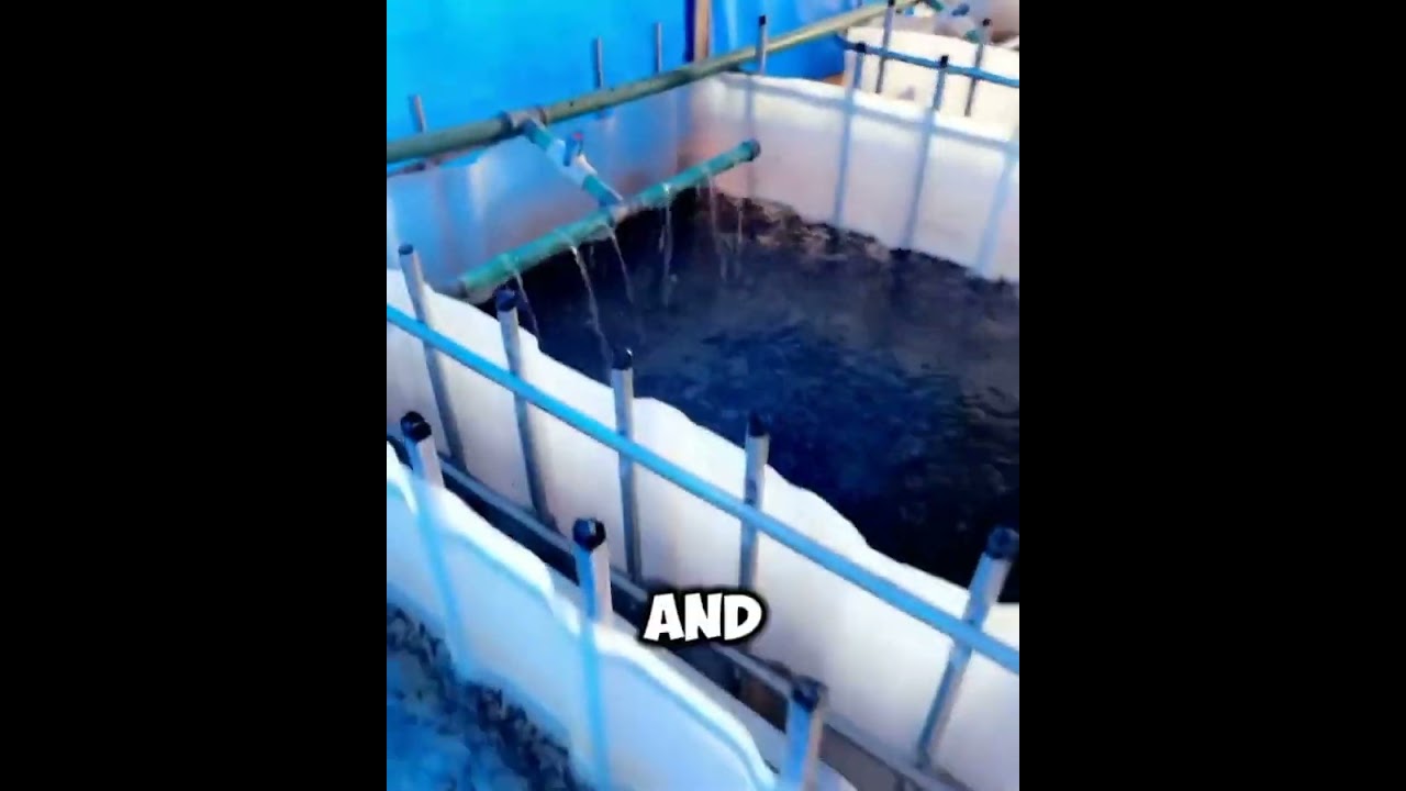 How to manage Catfish Fries| Catfish| Hatching| Seven Tips to ensure optimal growth of Catfish Fries