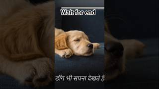 Dog Ke 3 Secret Jo Aapko Nahin pata ! 😮 #shorts #dogfacts