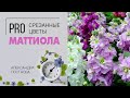 Маттиола или левкой - неважно как именно называть этот прекрасный душистый цветок.