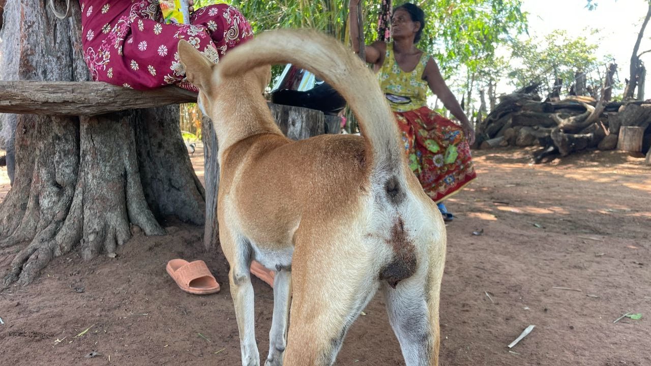 Owner and Dogs playing everyday