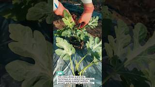 Watermelon Pruning Trick for Bigger Harvest 🍉✂️ #farming #gardening #watermelon