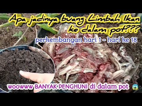 19. CARA MENGOLAH SAMPAH IKAN | Kompos Super gampang (PART 1)