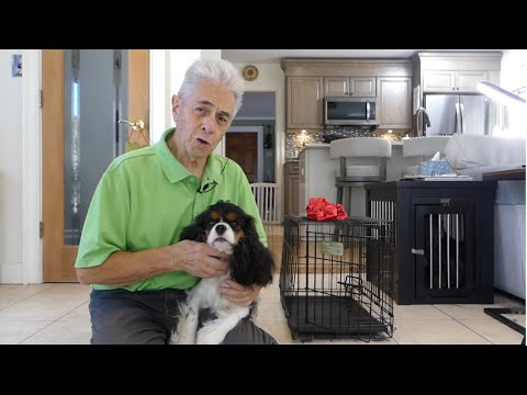 Video: Ako nájsť najlepšie stravovanie Kennel pre vášho psa