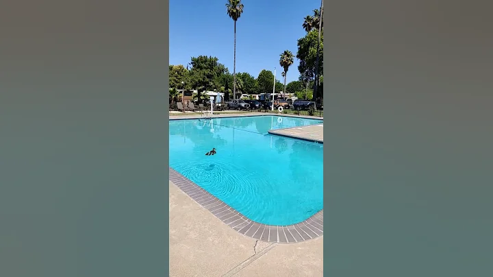 What the Duck ?