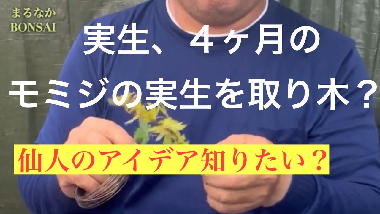 #337  実生4ヶ月のモミジを取り木？ 【超ミニ盆栽】@まるなかBONSAI        2023年7月25日