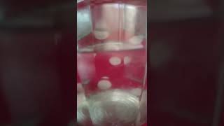 Test Ercolano ~ latte di Era