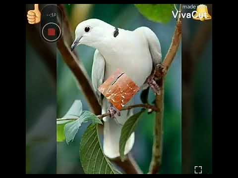 أجمل صور الحمام