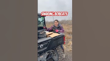 Catching Cats : How to snare a bobcat
