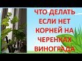 ЧТО ДЕЛАТЬ ЕСЛИ НЕТ КОРНЕЙ НА ЧЕРЕНКАХ ВИНОГРАДА. Размножение винограда черенками.