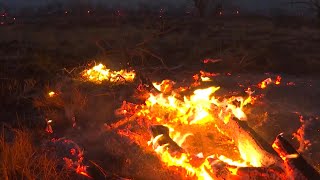 At Least 36 People Dead in Hawaii Wildfire