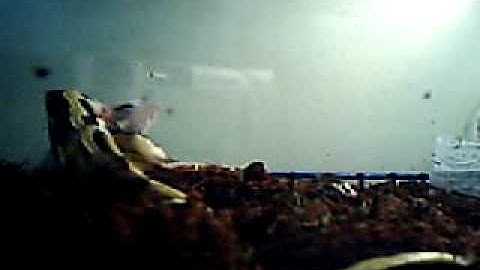 female borneo short-tailed python feeding