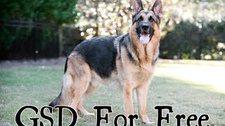 Free Free Free !!!  German Shepherd Dog For Free @DogsLover07