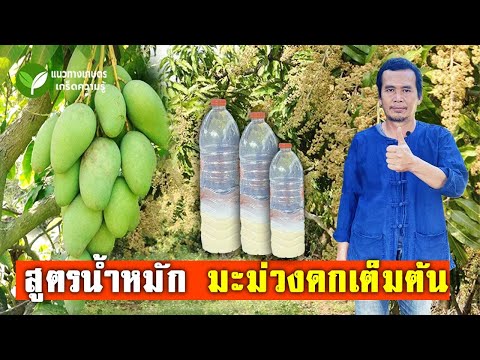 สูตรน้ำหมัก มะม่วงดกเต็มต้น