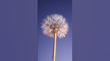 Dandelion vs Lighter (Macro / Close-Up) #asmr #closeup #macro #macrovideo #asmrvideo #satisfying