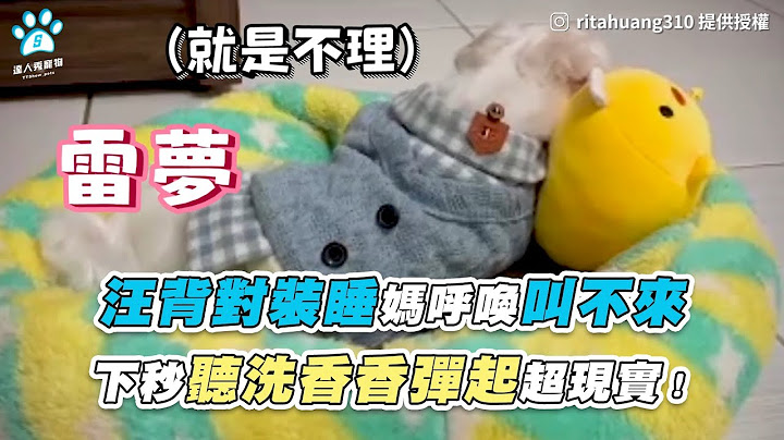 【汪背對裝睡媽呼喚叫不來 下秒聽洗香香彈起超現實！】｜IG / ritahuang310｜FB / 家有陳帶金