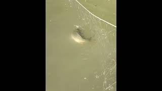 Subscribe and like vidios if you want to see amazing vidio of nature