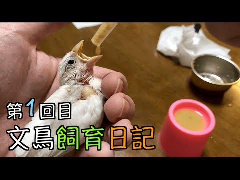 文鳥 寿命 ギネス