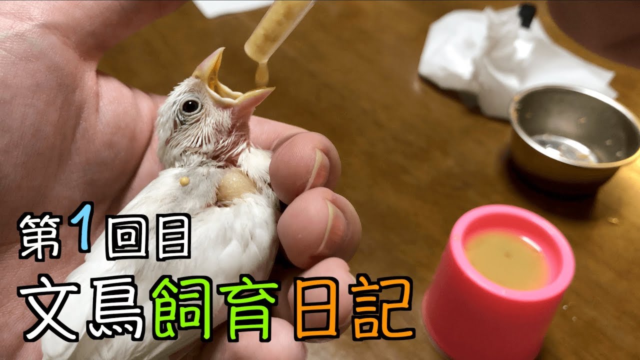 文鳥飼育日記第1回目, Java sparrow,Padda oryzivora,Lonchura oryzivora