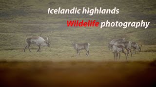 Day Trip to Iceland's Eyjabakkar Highlands: in Search of Majestic Caribou