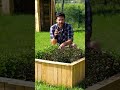 #menta dell'#orto e i lavori da fare nell'#orto. #irrigazione #mattthefarmer #ortosulbalcone