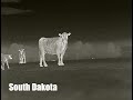 Фермеры Южной Дакоты используют тепловизор для защиты коров от койотов