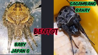 Japan G x gagambang bahay - feeding Spider 😋