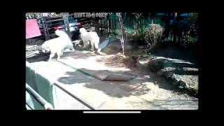 お仕事中のルンルンとアラン　Great Pyrenees　グレートピレニーズ