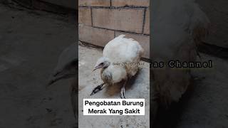 Pengobatan Burung Merak Yang Sakit #Merak #Burung #Hewan #Shortvideo #Viral