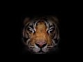WWF Tiger spotNL