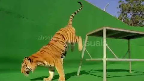 Video 912821: bengal tiger cat, big bengal tiger, jumping bengal, training