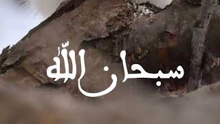 سبحان الله  عدد خلقه ورضا نفسه  وزنة عرشه