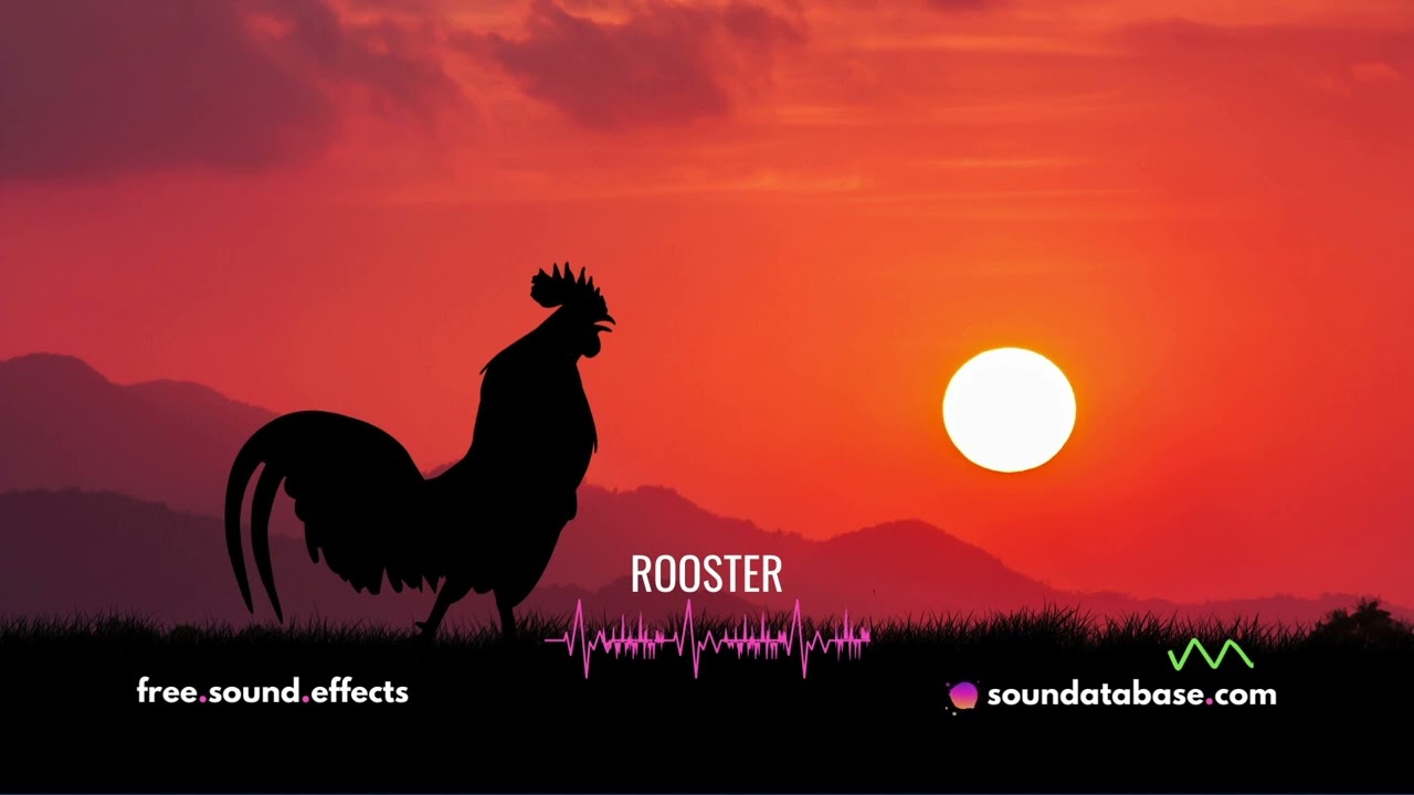 Rooster Crowing Sound Effects (royalty-free) - link to free download in description ⬇️