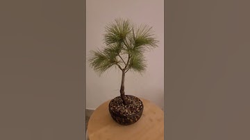 Pine bonsai tree (pinus strobus)