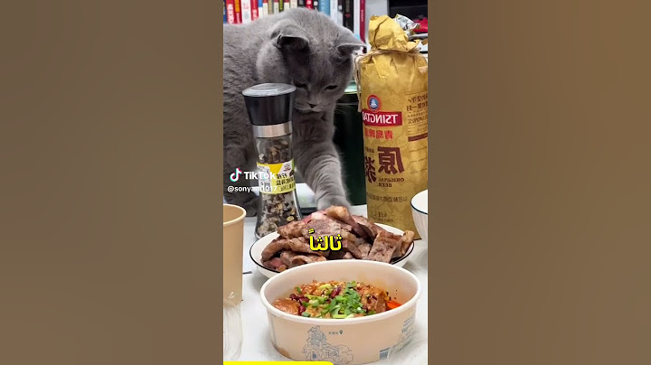 الأطعمة المفضلة لدى القطط 😻